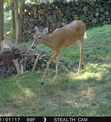 Odocoileus virginianus