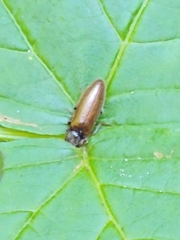 Hemicrepidius pallidipennis