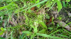 Ptilimnium capillaceum