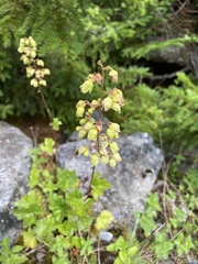 Heuchera alba