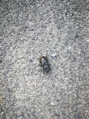 Lucanus tetraodon