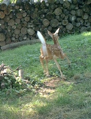 Odocoileus virginianus