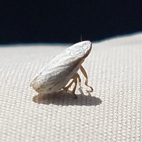 Prairie Spittlebug photo 5