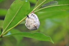 Borocera cajani