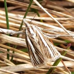 Orocrambus tritonellus