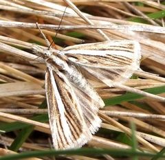 Orocrambus tritonellus
