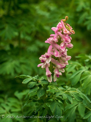 Corydalis caseana