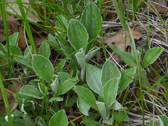 Antennaria parlinii fallax