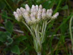 Antennaria parlinii fallax