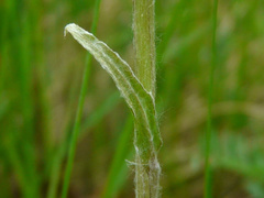 Antennaria parlinii fallax