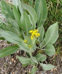 Senecio atratus