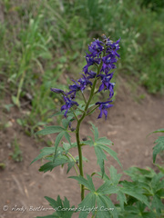 Delphinium barbeyi