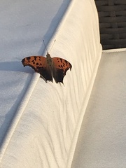Polygonia interrogationis