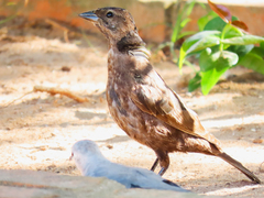 Molothrus bonariensis