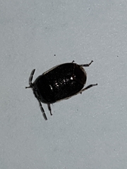 Canthophorus maculipes