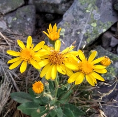 Senecio pyrenaicus