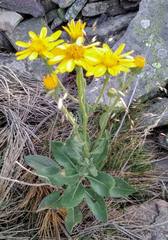 Senecio pyrenaicus