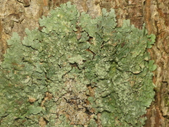 Crespoa crozalsiana