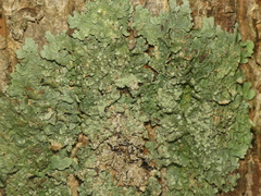 Crespoa crozalsiana