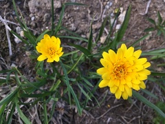 Nothocalais alpestris