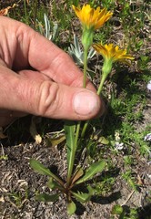 Nothocalais alpestris