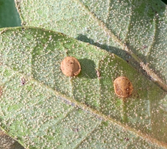 Paracraspis guadaloupensis