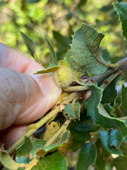 Disholandricus lasius