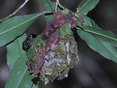 Calligaster himalayensis