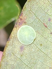 Paracraspis guadaloupensis