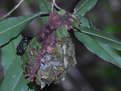 Calligaster himalayensis