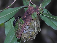 Calligaster himalayensis