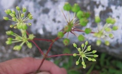 Aralia hispida