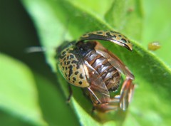 Calligrapha multipustulata