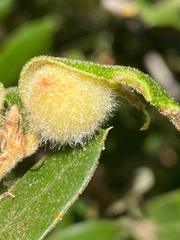 Disholandricus lasius