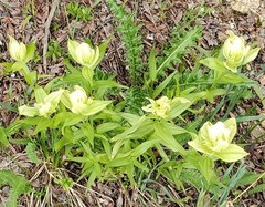 Castilleja septentrionalis