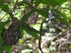 Calligaster himalayensis