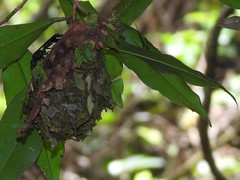 Calligaster himalayensis