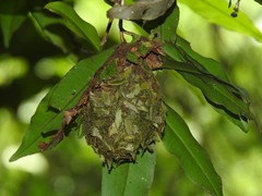 Calligaster himalayensis