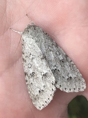Acronicta