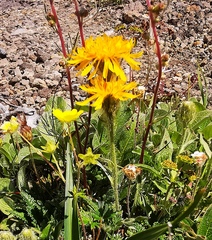 Crepis chrysantha