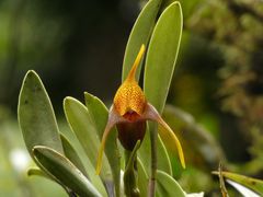Masdevallia peristeria