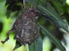 Calligaster himalayensis