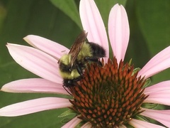 Bombus rufocinctus