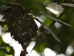 Calligaster himalayensis