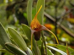 Masdevallia peristeria