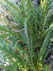 Pedicularis contorta contorta