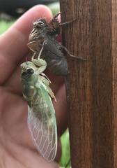 Neotibicen