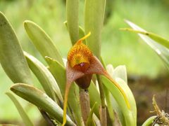 Masdevallia peristeria