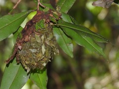 Calligaster himalayensis