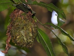 Calligaster himalayensis